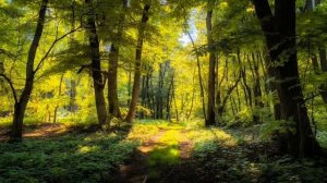 Звуки леса, пение птиц.