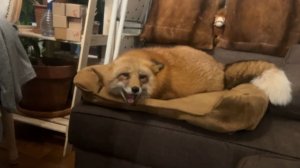 Лиса-Алиса. Лиса укладывается спать и ворчит на собак