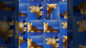 Слайд-шоу фото девочка Sendy 1,5 месяца