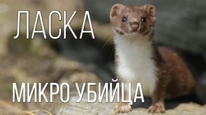 Ласка: Маленький, Но Очень Ловкий и Кровожадный Хищник