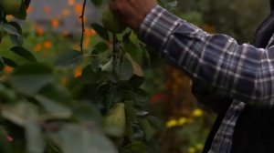 Сбор диких грибов на Шахдагском нагорье .