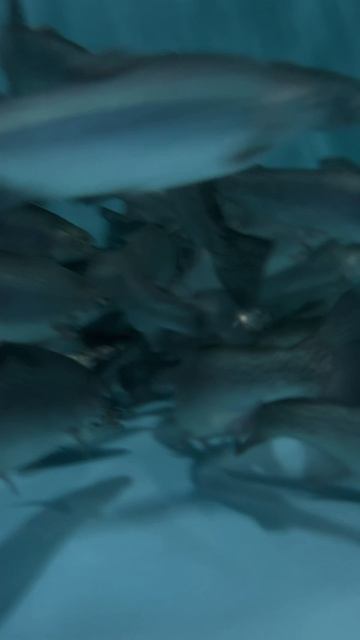 Экоферма Форель