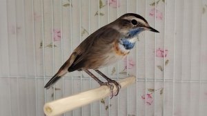 Птицы в домашних условиях