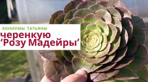 233. Черенкую эониум 'Роза Мадейры'