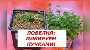 Как правильно пикировать лобелию пучками?