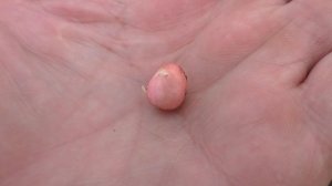 Как вырастить арахис в Сибири