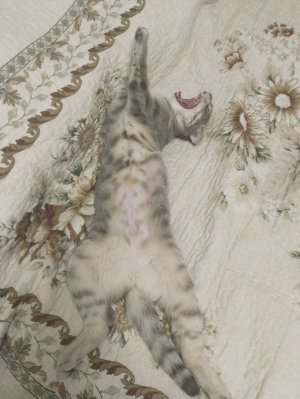 Идём гулять в парк с MIHANIX(Ам)