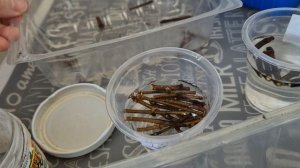 Укореняю черенки метельчатой гортензии