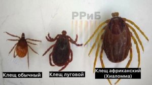 Клещ мутант появился в Южной России