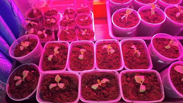 рассада на 18.03.2026