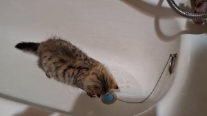 Сибирский мальчик Ramses не боится воды😍