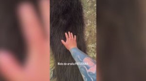 Тысячи пауков слились в один живой ковёр