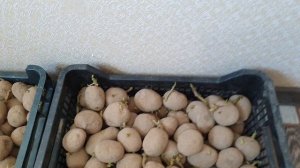 Золотое правило подготовки картофеля к посадке. Время не ждёт!!