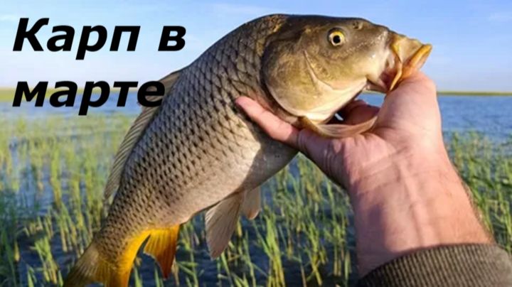 КАК ЛОВИТЬ КАРПА В МАРТЕ? МЕСТА И ВРЕРМЯ ДЛЯ РЫБАЛКИ! НАЖИВКИ И ПРИКОРМКА ДЛЯ ЛОВЛИ КАРПА