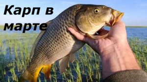 КАК ЛОВИТЬ КАРПА В МАРТЕ? МЕСТА И ВРЕРМЯ ДЛЯ РЫБАЛКИ! НАЖИВКИ И ПРИКОРМКА ДЛЯ ЛОВЛИ КАРПА