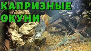 КАПРИЗНЫЕ ОКУНИ