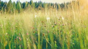 КЛЮЧ ОТ ВСЕХ ДВЕРЕЙ