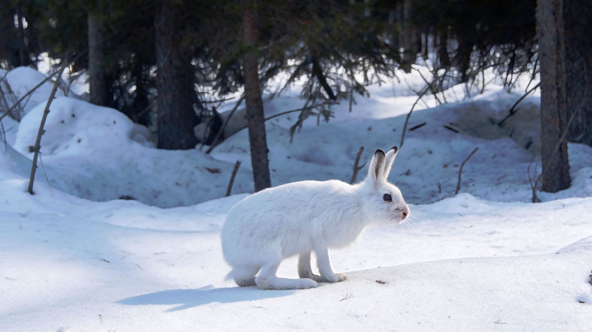 «Лесные обитатели: лосиха с лосёнком, лиса, заяц и кабаны в марте»