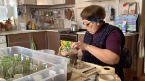 Пикировка томатов, индедерминатные сорта.