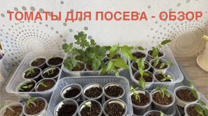 15.03.26 как полить засохшую рассаду, обзор. Томаты для теплицы