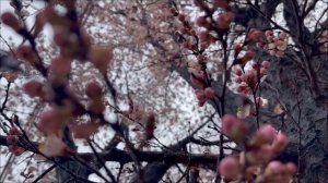 18 Марта - День перед великим переходом.