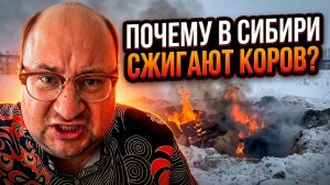 Ариэль Маром СЖИГАЮТ КОРОВ демоны