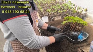 Высадка вегетирующих саженцев!