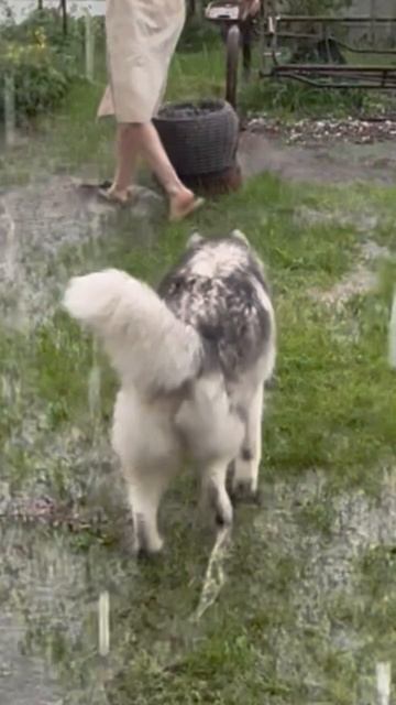 дождь и град Новосибирске