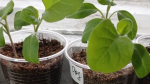 Растут баклажаны, всходит чеснок