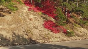 КРАСОТА ПРИРОДЫ ЮГА