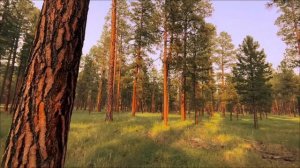 Не упустите 20 марта. Единственный день, когда исполняются желания.