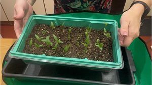 17 марта. Пикировка перцев и баклажанов в марте.