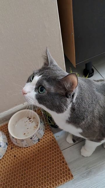 Тяжёлая жизнь у кота смотреть онлайн