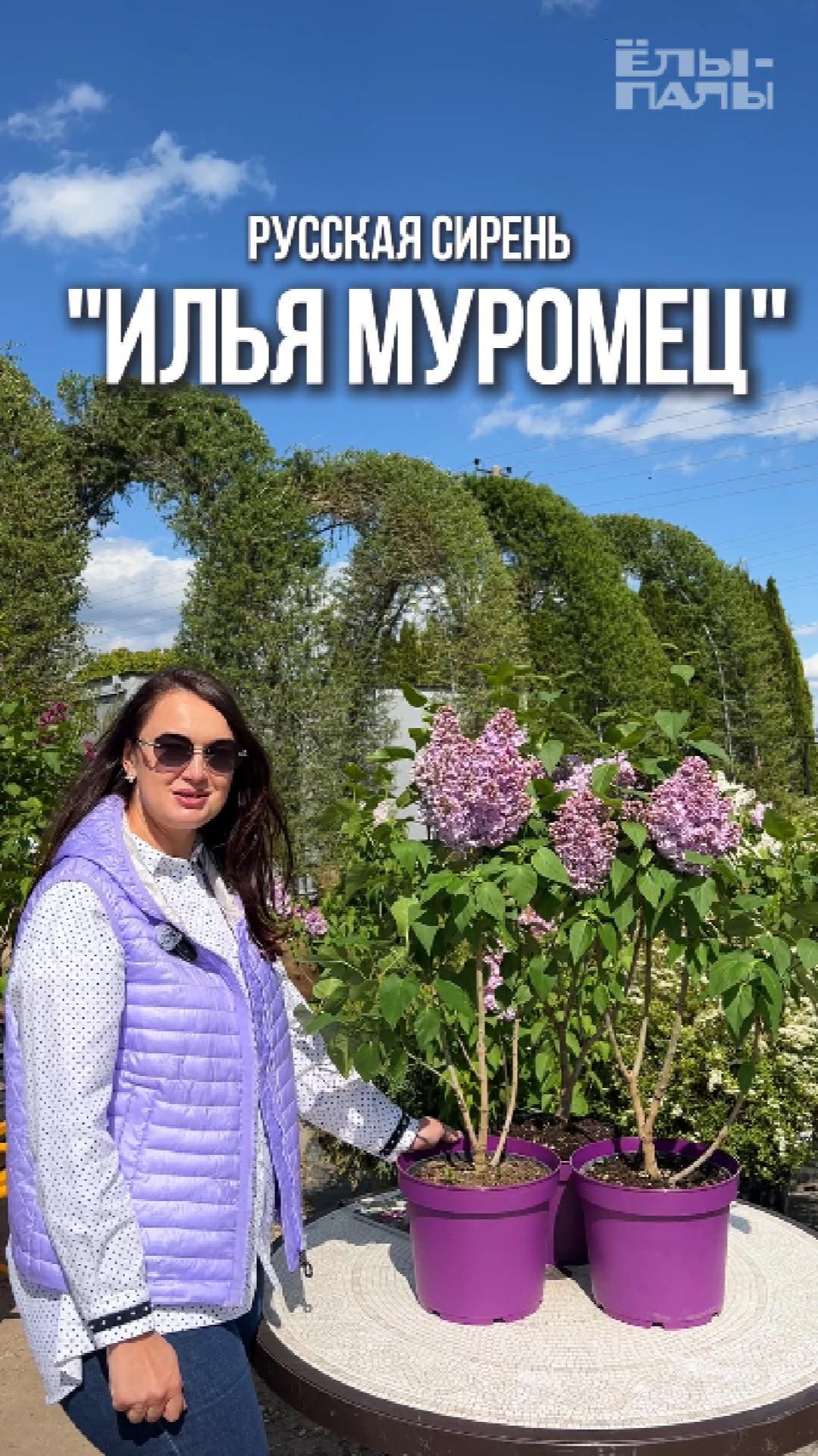 Сирень обыкновенная `Илья Муромец` РС