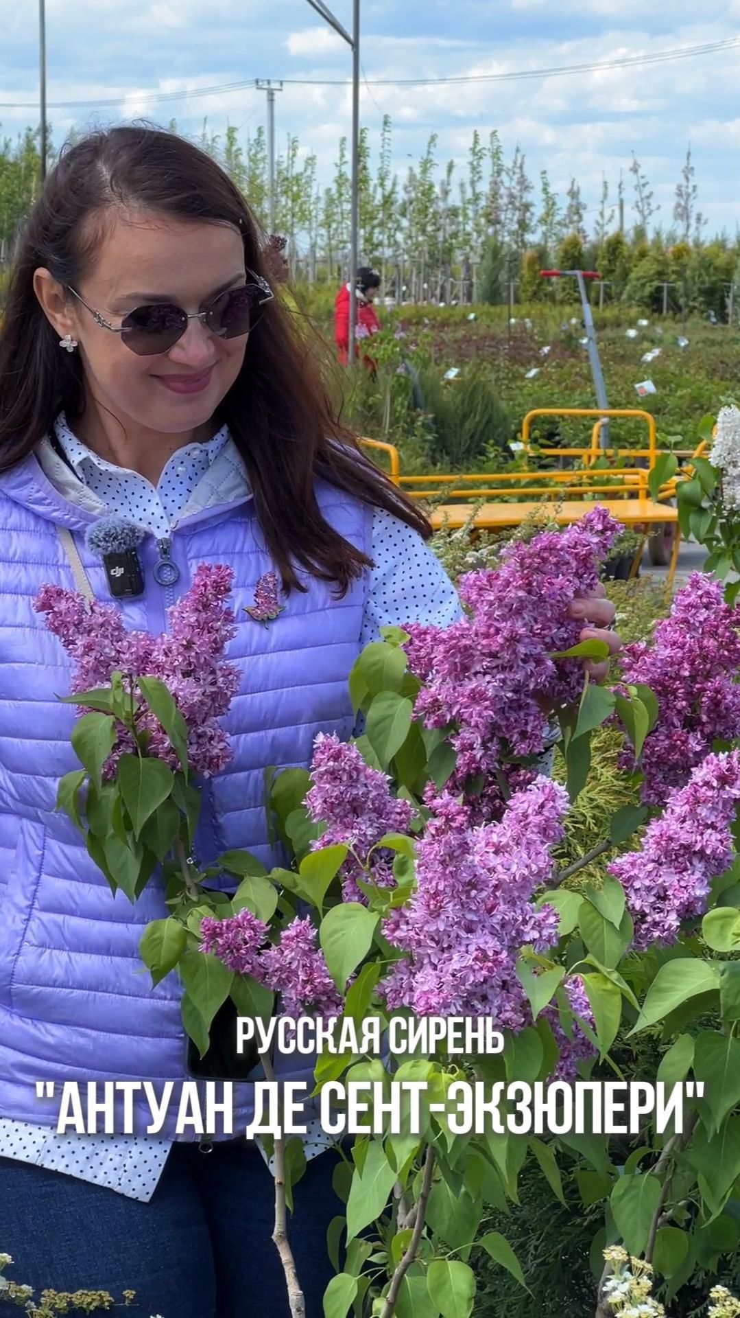 Сирень обыкновенная `Антуан де Сент-Экзюпери` РС