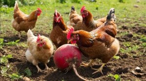 Жизнь в деревне Горькие витамины для кур-несушек