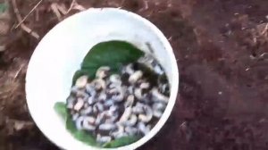 Полезные обитатели в огороде. Сбор личинок бронзовки