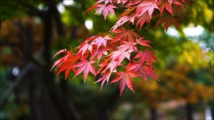 Срочно сожгите эту нить 18 марта.