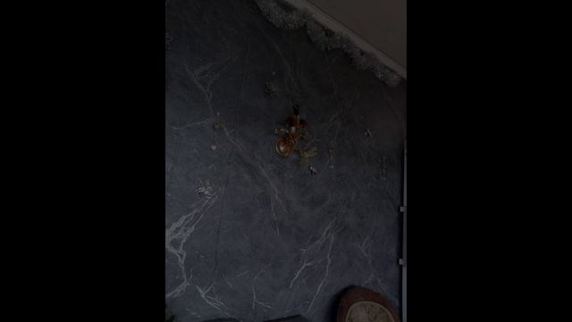 Поклейка обоев на стены рн. Советский Макеевка.