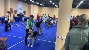 Вторая выставка моей Варвары(питбультерьера)