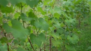 Сорт винограда Юпитер. 🍇 Описание сорта винограда Юпитер.