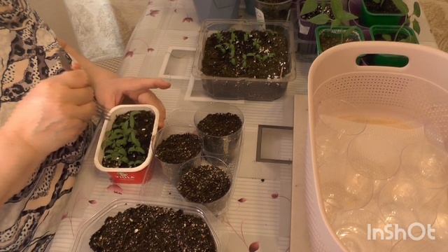 Чудо -семена превратились в приличную рассаду и прошли первую пикировку.