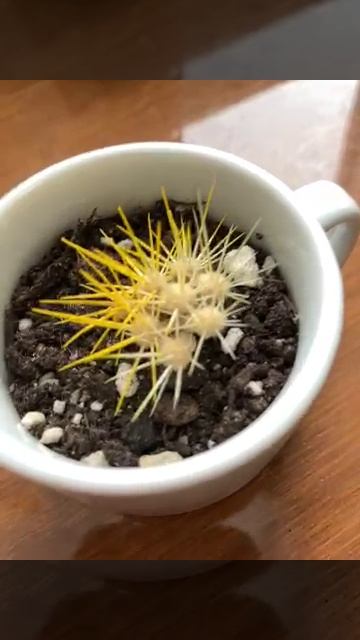 не повезло кактусу