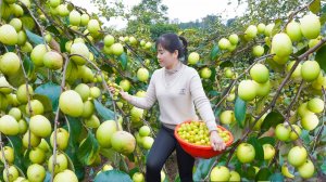 Собрала много сладких яблок и везу их на рынок на новом мотоцикле, что бы продать людям. Нхат