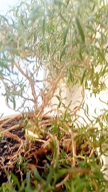 Уход за домашним розмарином. Март 2026.