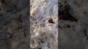 Я и друг паркурим