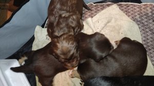 18-03-2026Миссия спасение цыпленка прошла успешно на 100% не один цыпленок не пострадал,