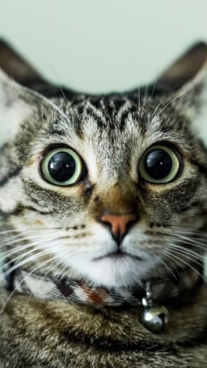 готовка хинкали