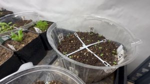 Помидорки выходят. Посев был 14