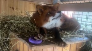 Лиса-Алиса. Лисы скрипят и пищат просыпаясь